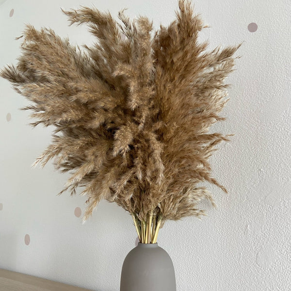 Varied Dried Pampas Grass