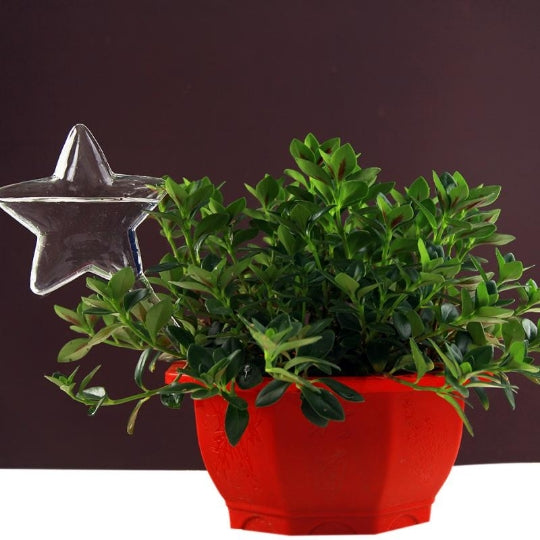 Glass Automatic Water Feeder