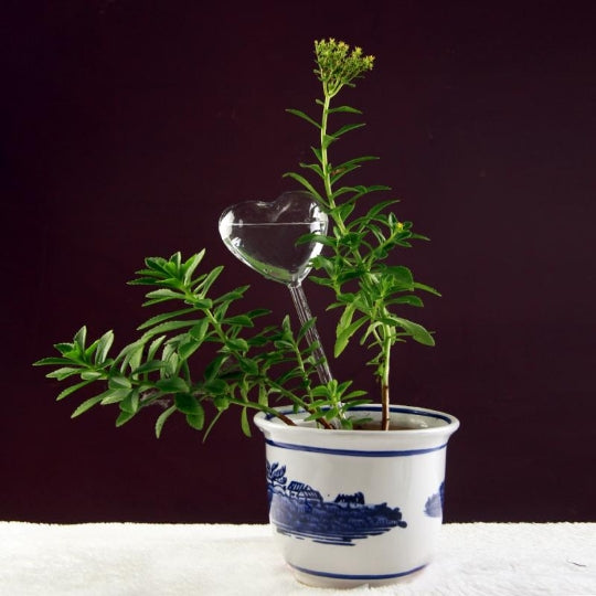 Glass Automatic Water Feeder