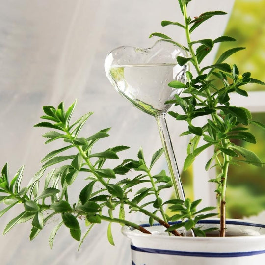 Glass Automatic Water Feeder