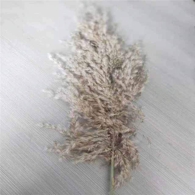 Varied Dried Pampas Grass