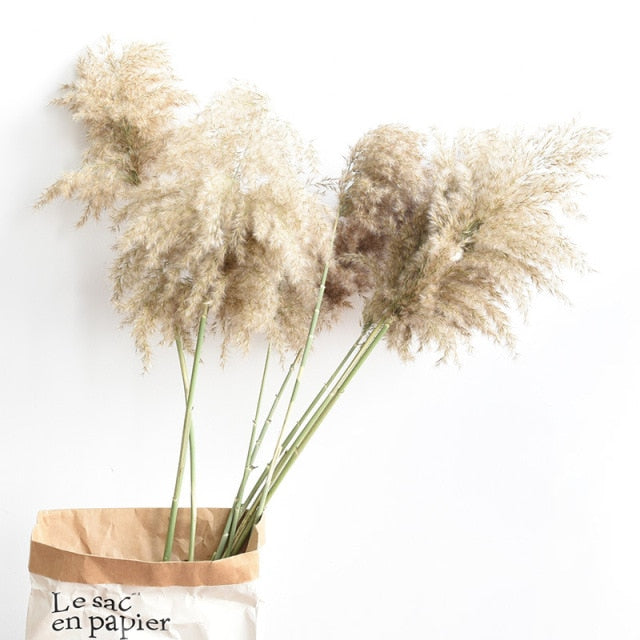 Varied Dried Pampas Grass