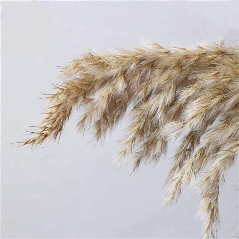 Varied Dried Pampas Grass