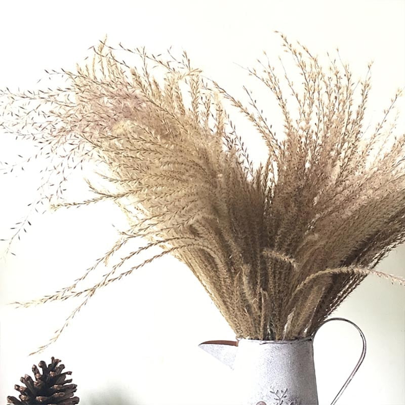 Varied Dried Pampas Grass
