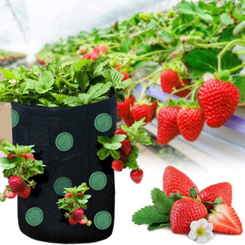 Strawberry Grow Bags