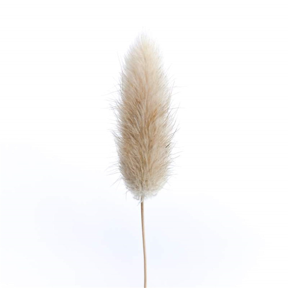 Natural Dried Bunny Tail Grass