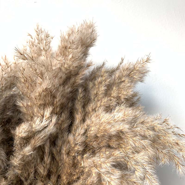 Natural Raw Dried Pampas Grass