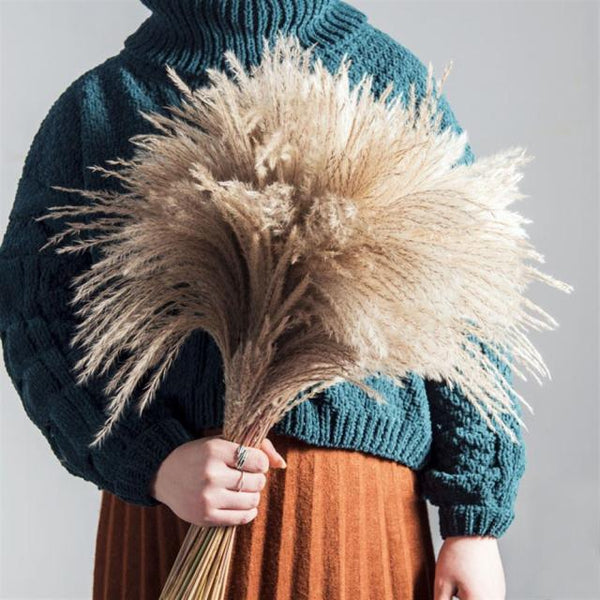 Varied Dried Pampas Grass