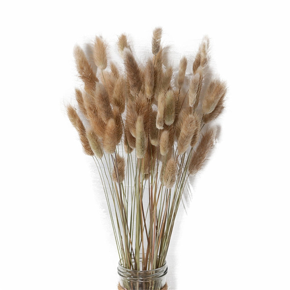 Natural Dried Bunny Tail Grass