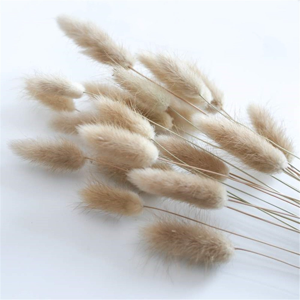 Natural Dried Bunny Tail Grass