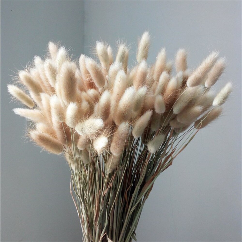 Natural Dried Bunny Tail Grass