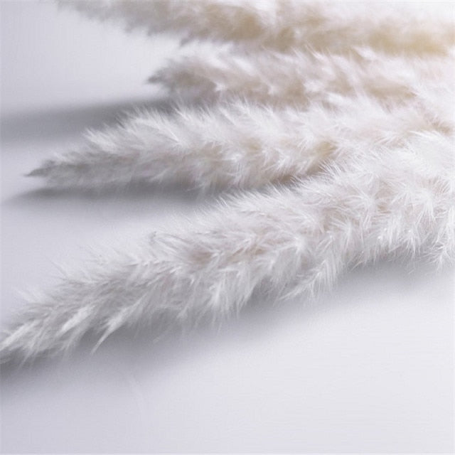 Natural Dried Bunny Tail Grass