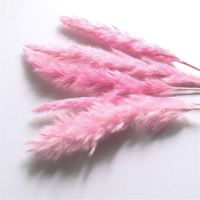 Natural Dried Bunny Tail Grass