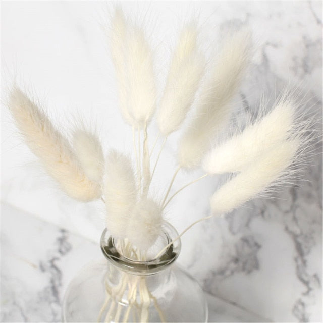 Natural Dried Bunny Tail Grass