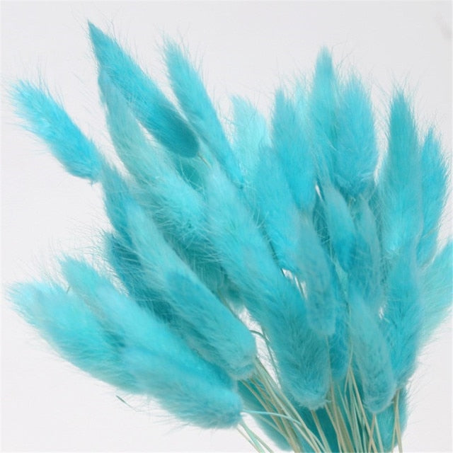 Natural Dried Bunny Tail Grass