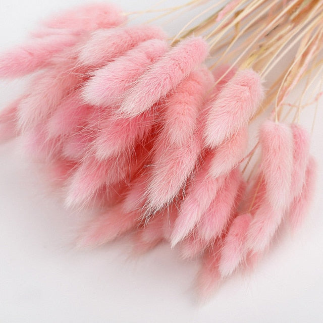 Natural Dried Bunny Tail Grass